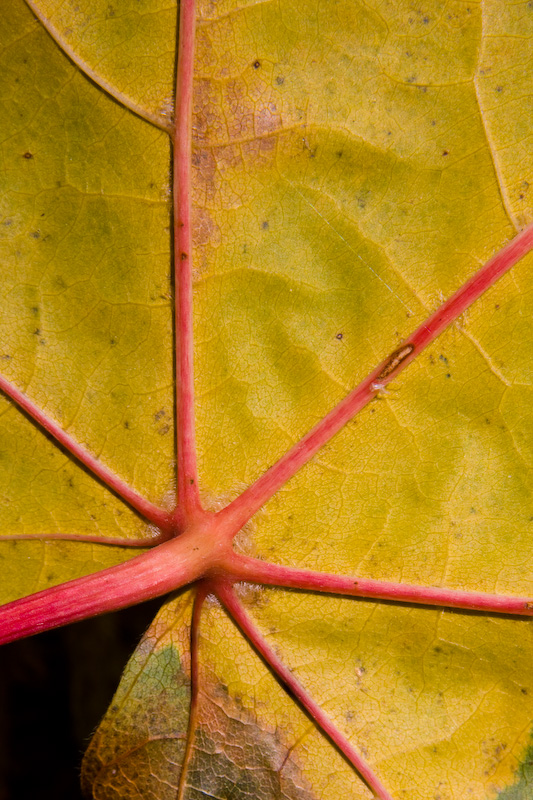 Fallen Maple Leaf Detail